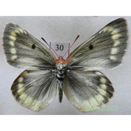 Colias phicomone (Esper, 1780) male Austria30